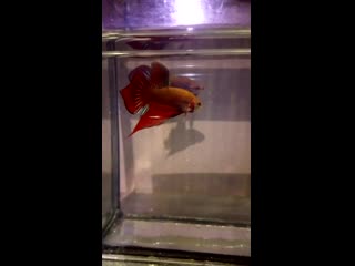 best 逼毛浓密淫骚大波网红多多小树林演绎西游记勾引师父唐憎啪啪被三个徒弟轮番性报复 mov 0918 mp4 best