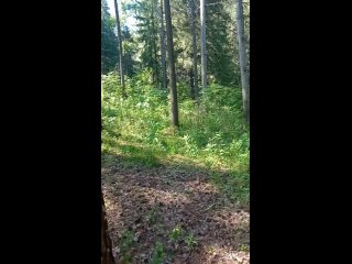 best сейчас мой отрезок жизни похож на лес полный загадок best