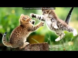best котята под музыку песня котенка своей хозяйке надулось солнышко моё уткнулось носиком в подушку я и такой тебя best