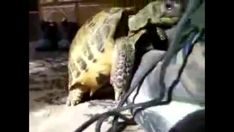 best черепашка трахает угар порно жесть ахахахаха кот пиздец смешно пипец ржу не могу полный пёс медведь драка best