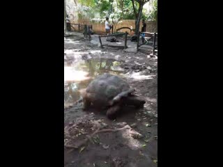 best мой случайный порно ролик на призоне занзибар best